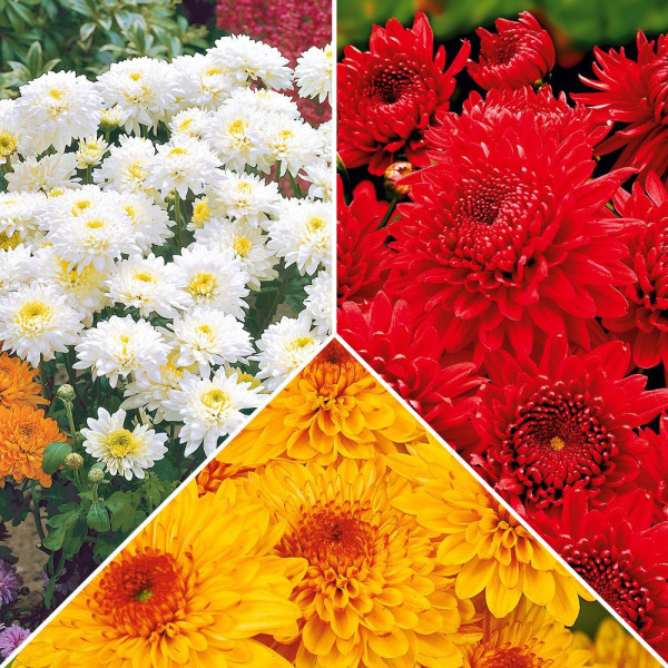 9 Záhradných chryzantém (9)