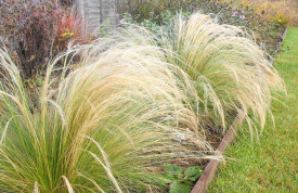 Kavyľ perovitý Ponytails