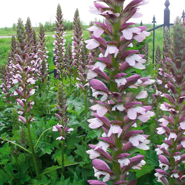 Akant Morning Candle (3)