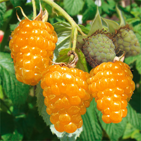 Malina zlatá Two Timer Sugana