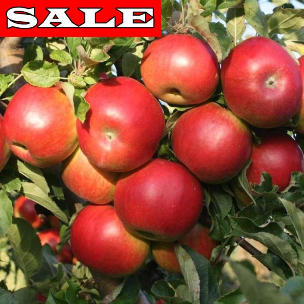 Idared jabloň s voľným koreňom