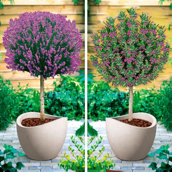 Levanduľa a rozmarín kmeňový