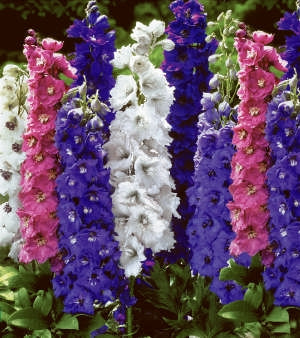 Stračonôžka modrá