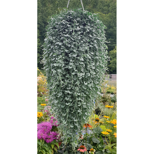 Dichondra Silver Falls (3)