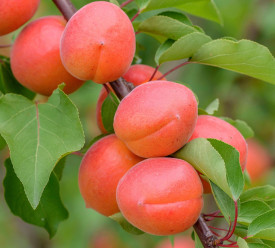 Bergaruoge marhuľa s voľným koreňom