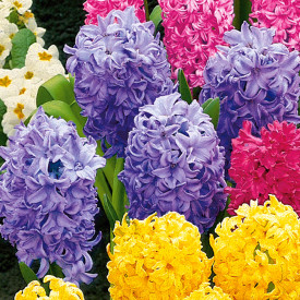 Hyacinty modré (3)