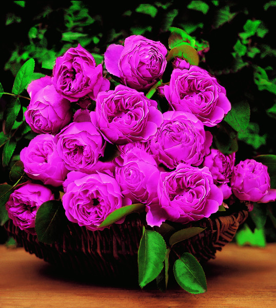 Lucia čajová ruža