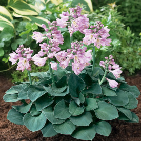 Hosta Blue Mouse Ears (1)
