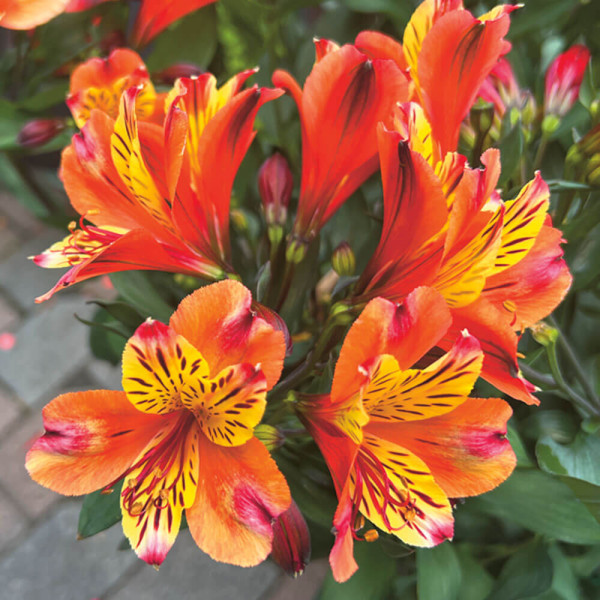 Alstromeria Indian Summer (1)