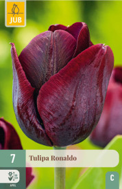 Tulipán Ronaldo (7)