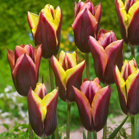 Tulipán 'Striped Bats'