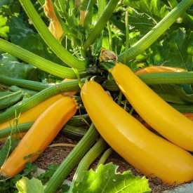 Žltá cuketa Culinari-Gold