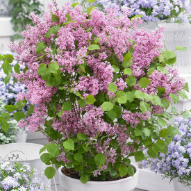 Orgován Meyerov Flowerfesta Pink (3)
