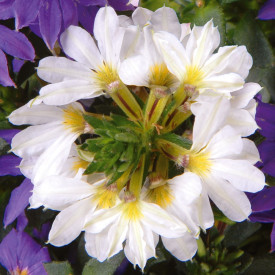 Vejárovka Top poT White (4)