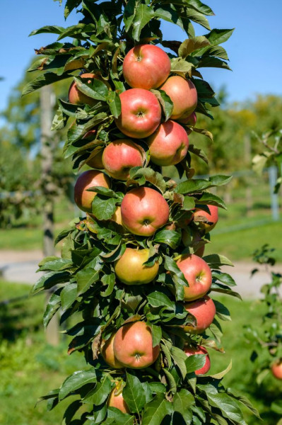 Stĺpovitá jabloň Starcats v kontajneri