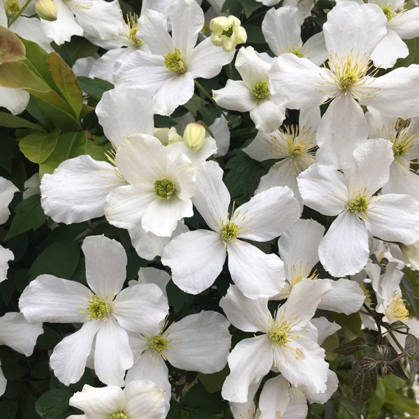 Plamienok horský Grandiflora, biela