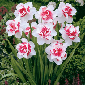 Narcis 'Pink Paradise'