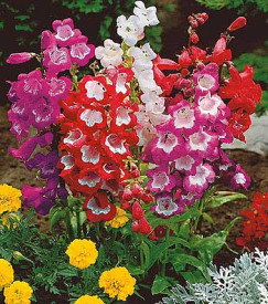 Penstemon, veľkočrepníková