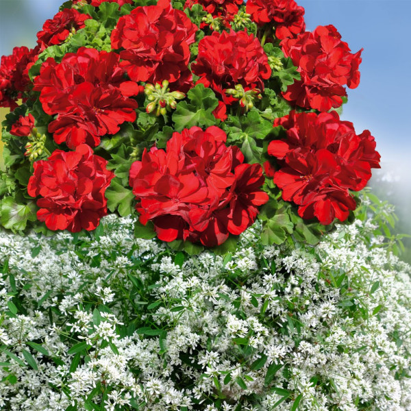 3 Red Fire (3) + 3 Diamond Cloud