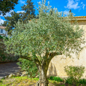 Olivovník Orvieto