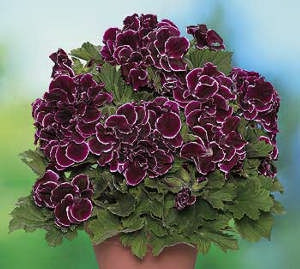 Aristo muškát Black Beauty