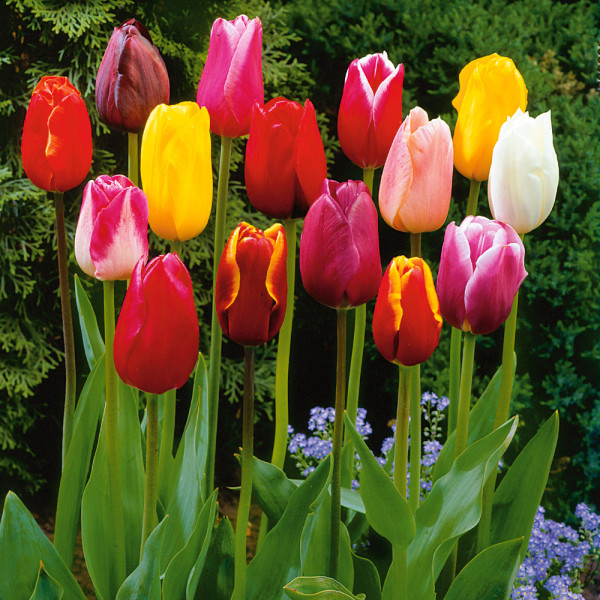 Veľkokveté tulipány s dlhými stonkami – zmes farieb