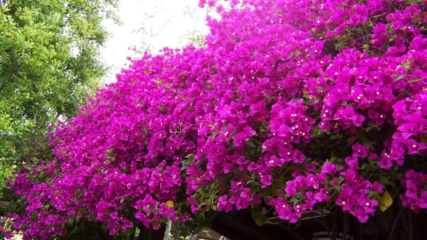 Bugénvilea, väčšia