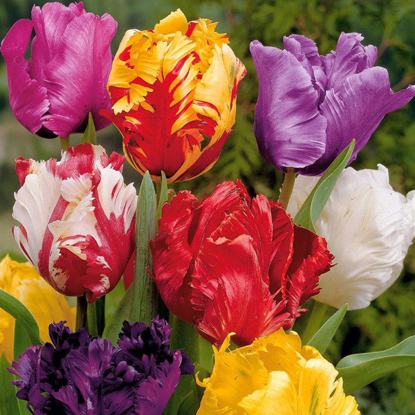 Papagájovité tulipány – zmes farieb