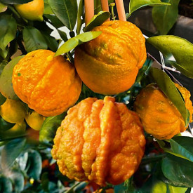 Horký pomaranč Arangino