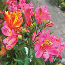 Alstromeria Summer Rose (1)