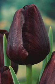 Tulipán Kráľovná noci (7)