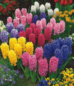 Voňavé hyacinty, zmes farieb