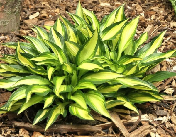 Trpasličia hosta pestrolistá 'Lakeside Little Tuft'
