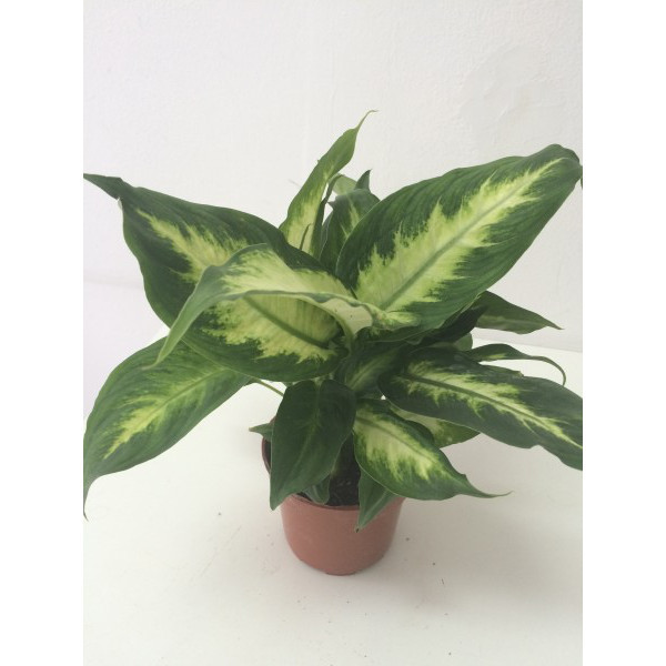 Dieffenbachia Camilla