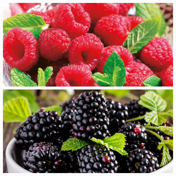 2 Maliny Rubina Royal + 2 Černice Black Bromba