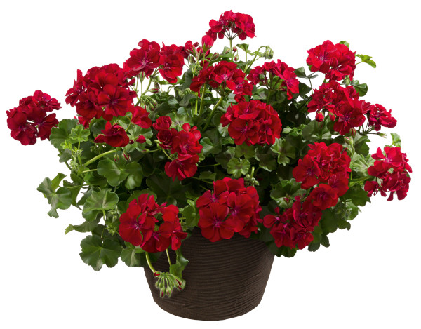 Royal Night poloťahavý muškát (3)