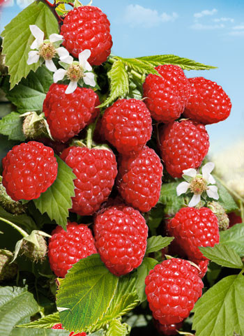 Malina červená Two Timer Sugana (2)