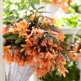 Begónia Beauvilia, oranžová (3)