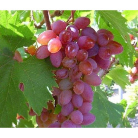 Stolové hrozno Jupiter 