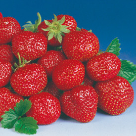 Symphony, jahody (5)