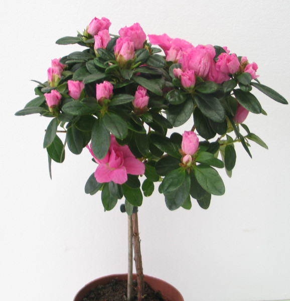 Izbová azalka na kmeni