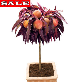 Trpasličia broskyňa Crimson