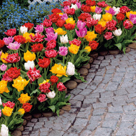 Plnokveté skoré tulipány (15)