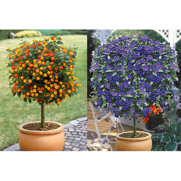 Lantana kmeňová, oranžová + Enciánový stromček modrý