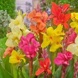 Kana, zmes farieb (4)