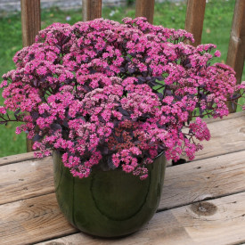 Rozchodník Dazzleberry