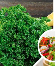 Petržlen kučeravý 