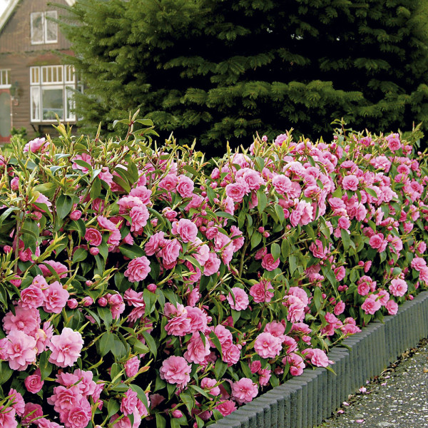 Kamélie na živý plot