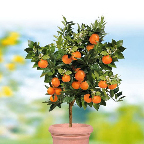 Pomarančovník Palermo