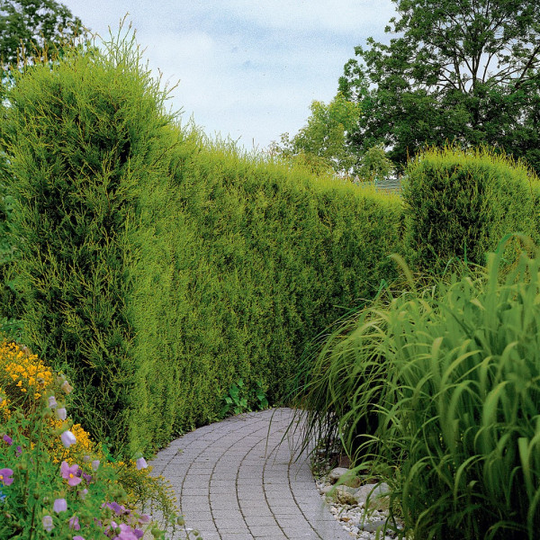 Cyprusovec leylandský (3)